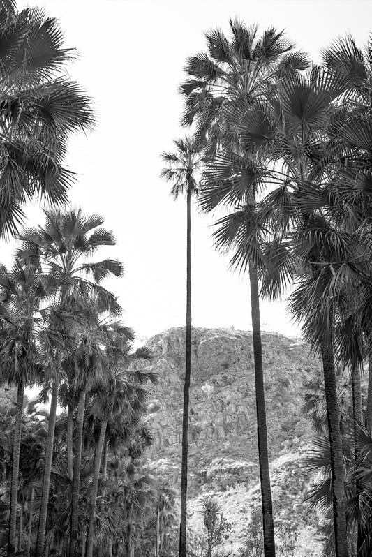 El Questro Palm Trees Black and White