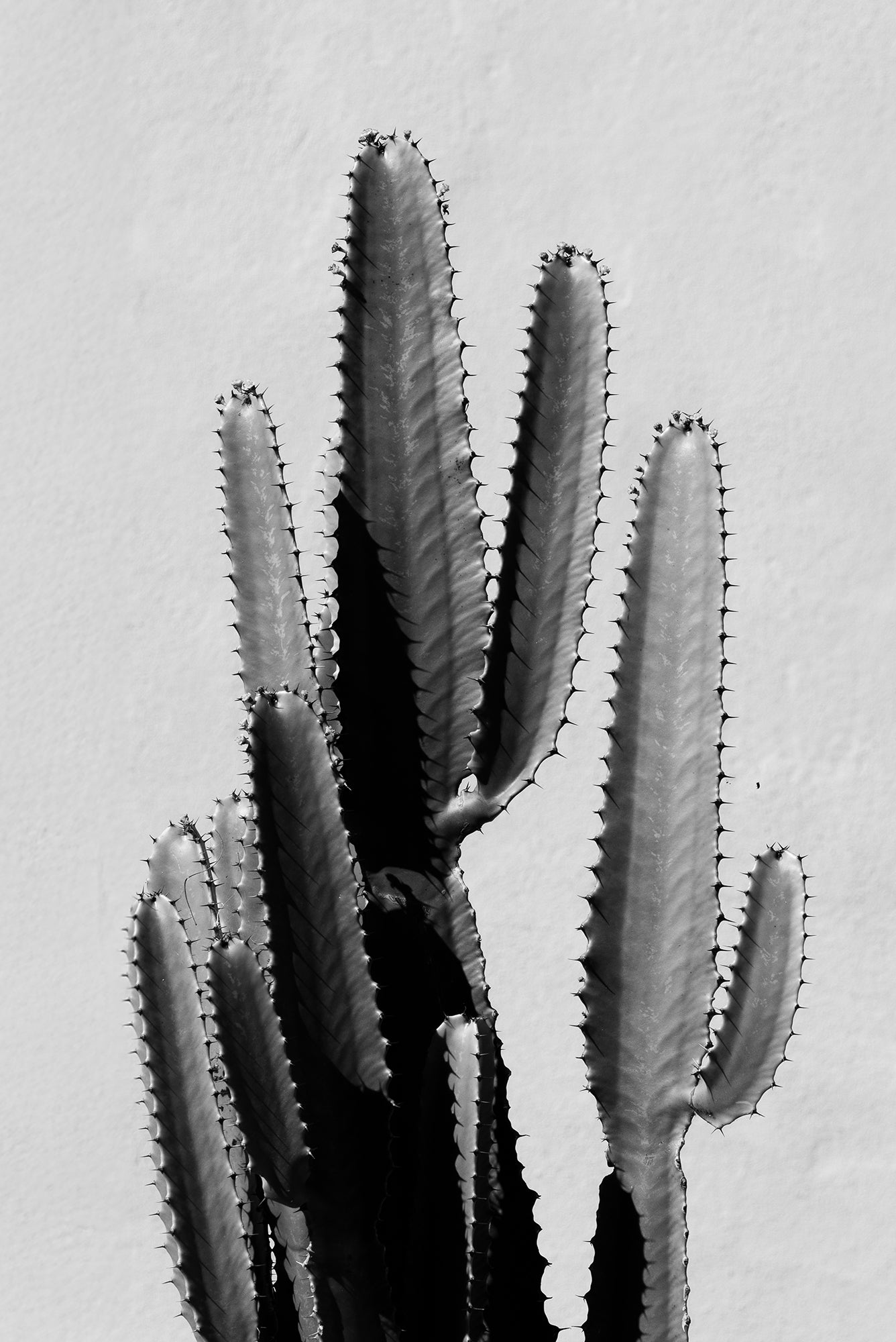 Home Black & White Cactus Print
