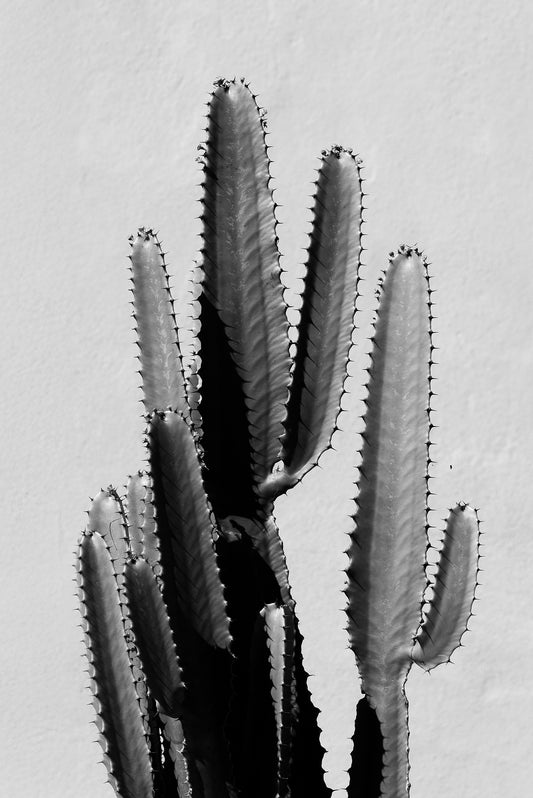 Home Black & White Cactus Print