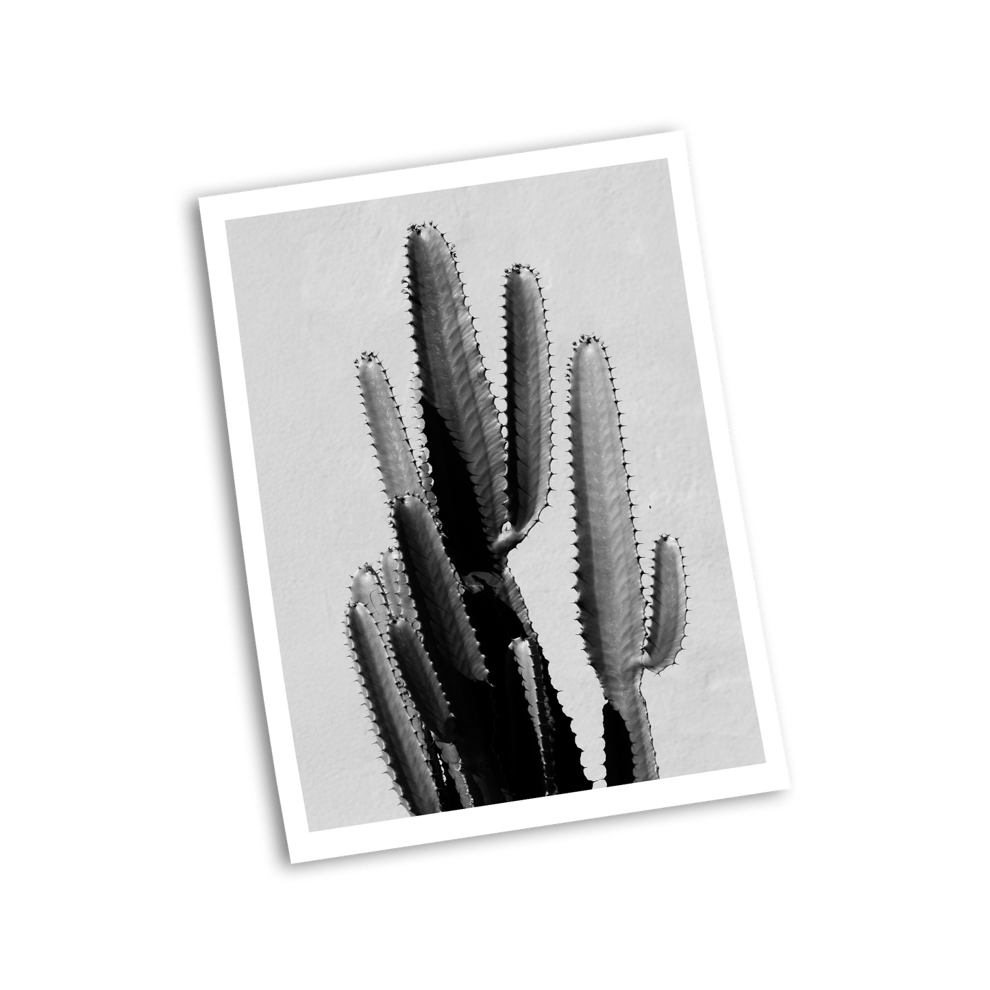 rolled print with cactus image in black and white