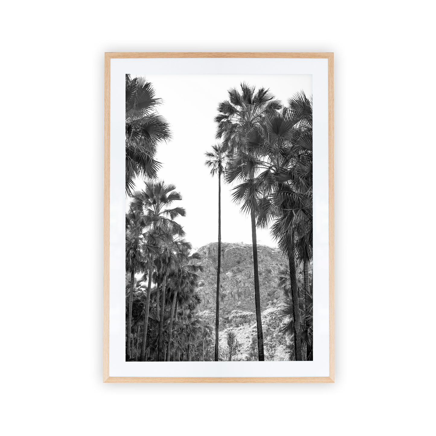 El Questro Palm Trees Black and White