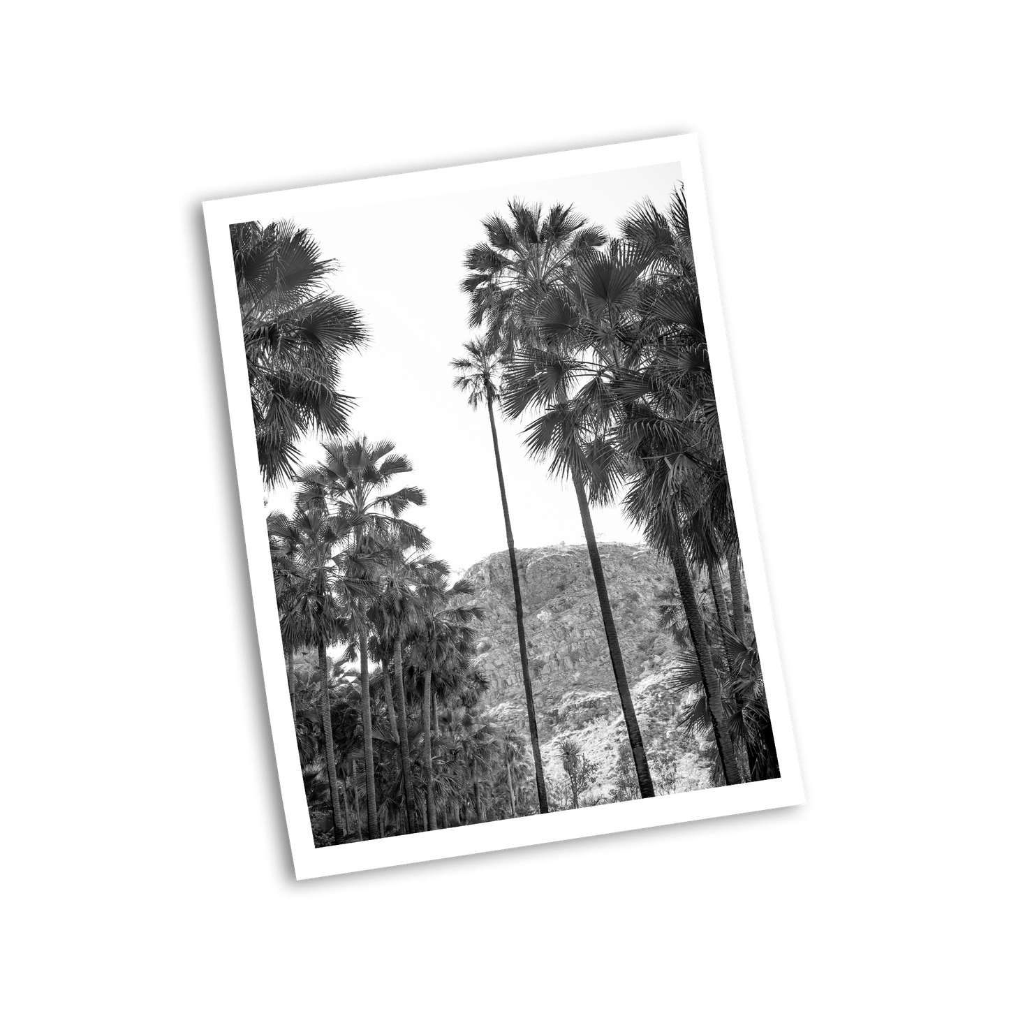 El Questro Palm Trees Black and White