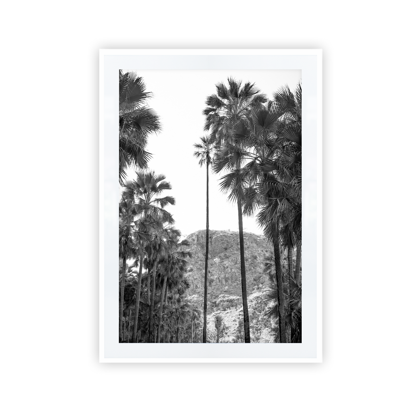 El Questro Palm Trees Black and White