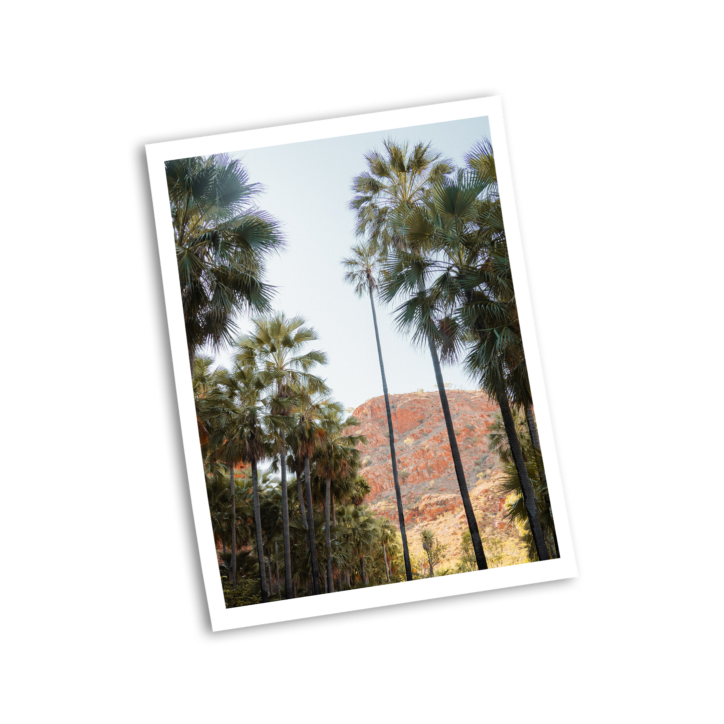 El Questro Palm Trees