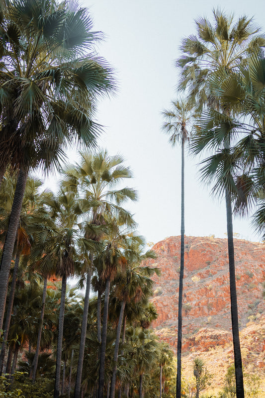 El Questro Palm Trees
