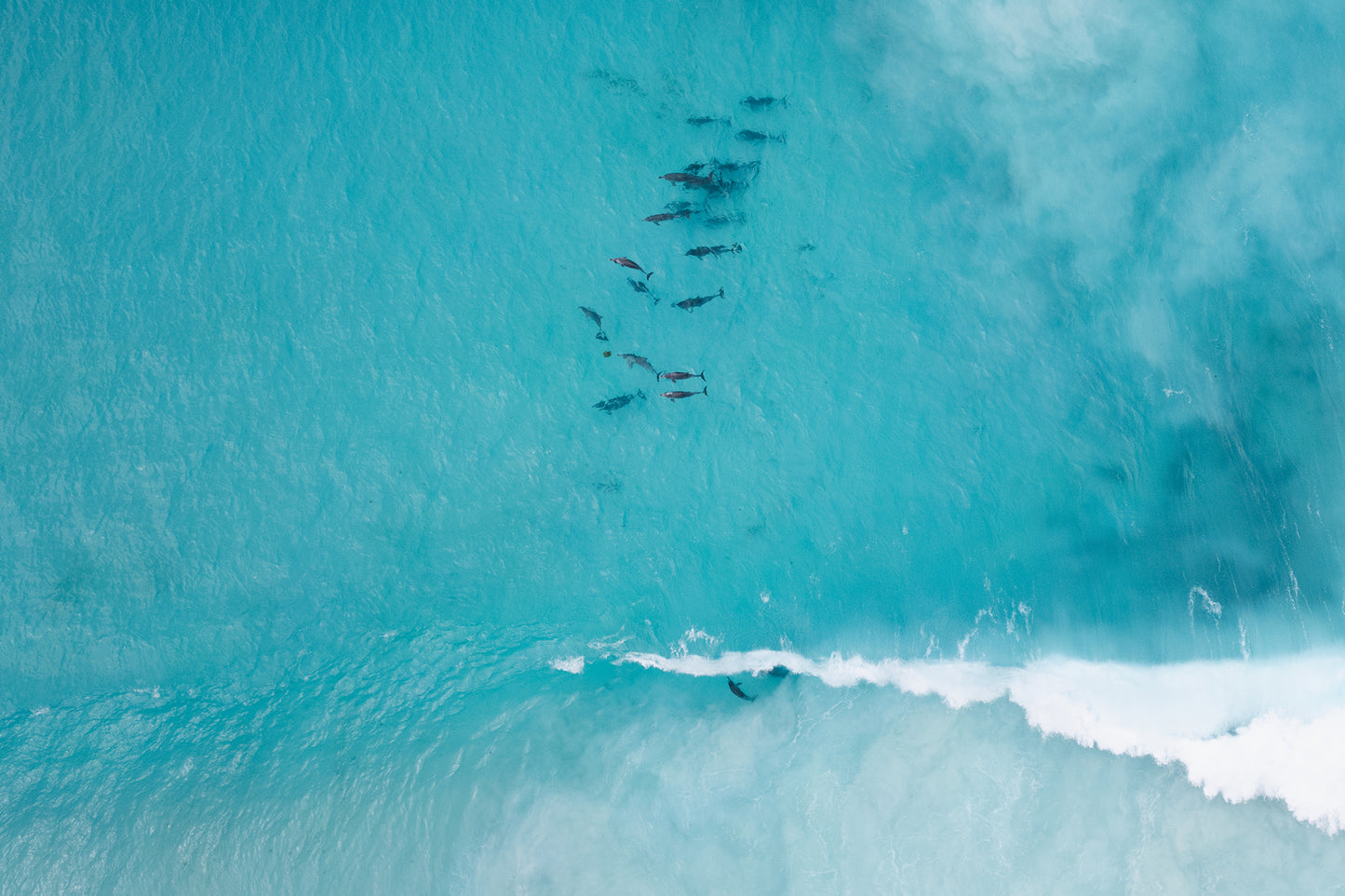 Hellfire Bay Dolphin Pod