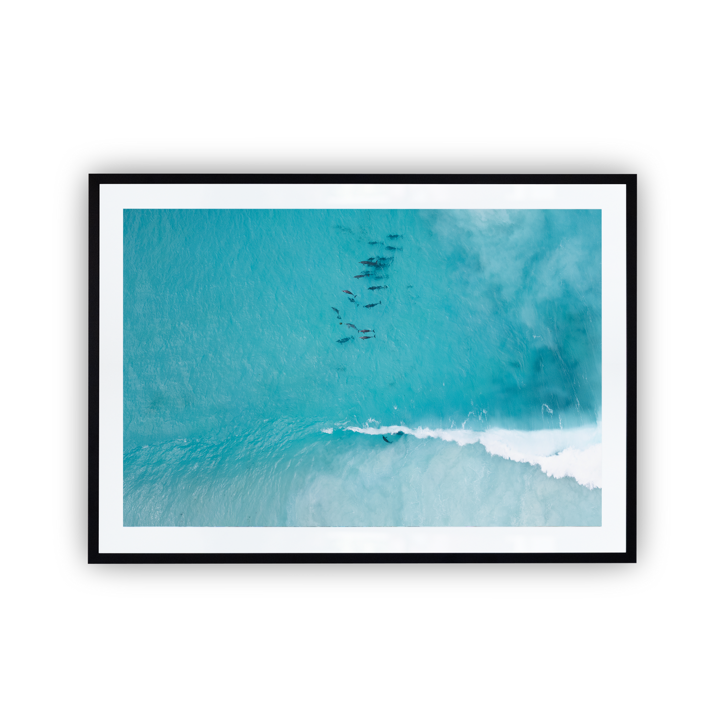 Hellfire Bay Dolphin Pod