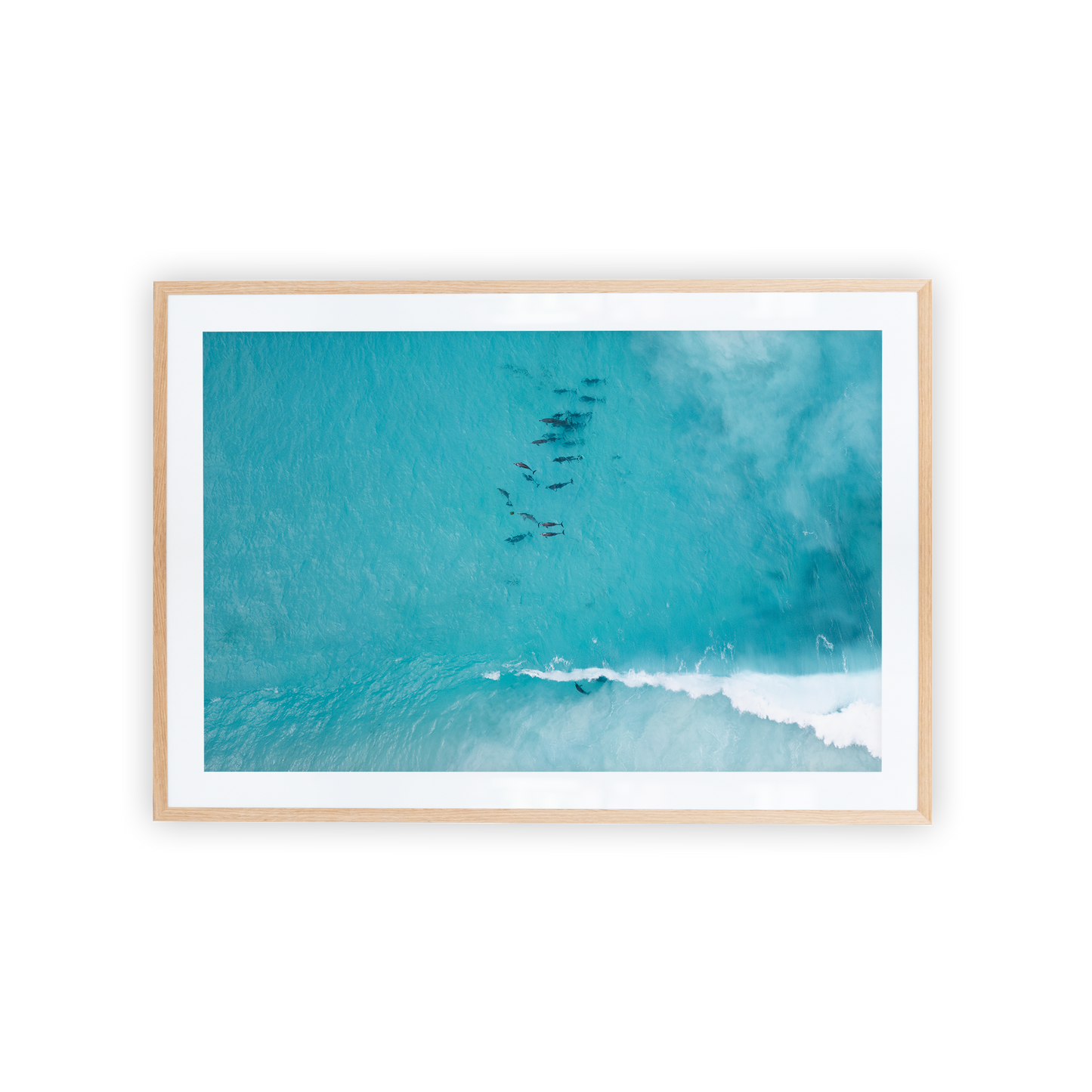 Hellfire Bay Dolphin Pod