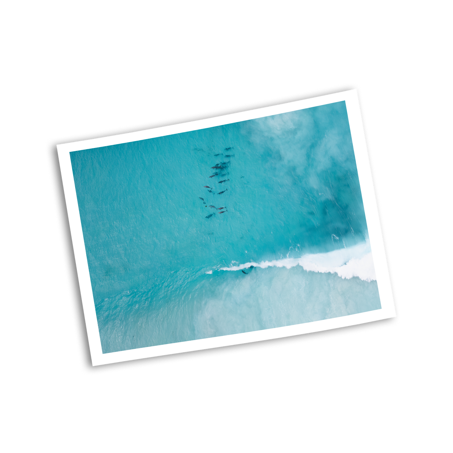 Hellfire Bay Dolphin Pod