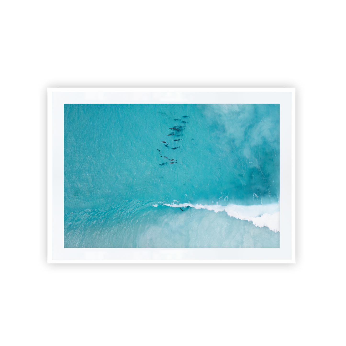 Hellfire Bay Dolphin Pod