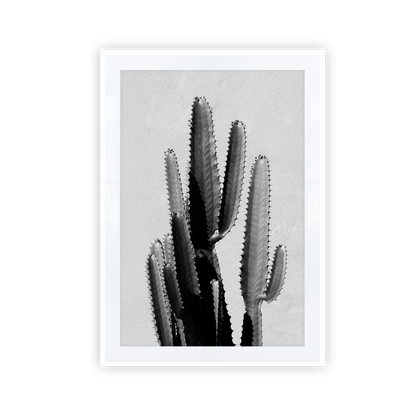 black and white cactus on a black framed print
