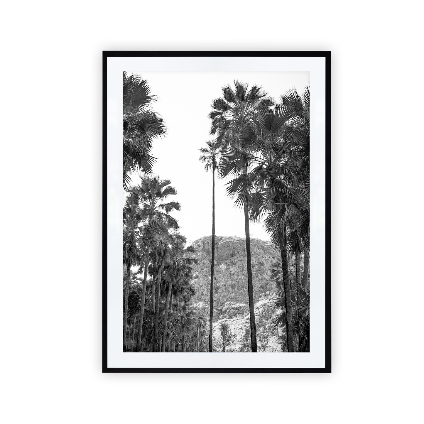 El Questro Palm Trees Black and White
