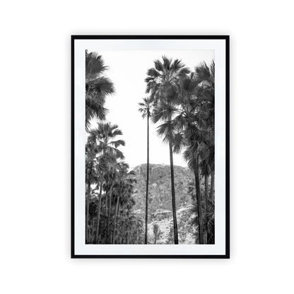 El Questro Palm Trees Black and White