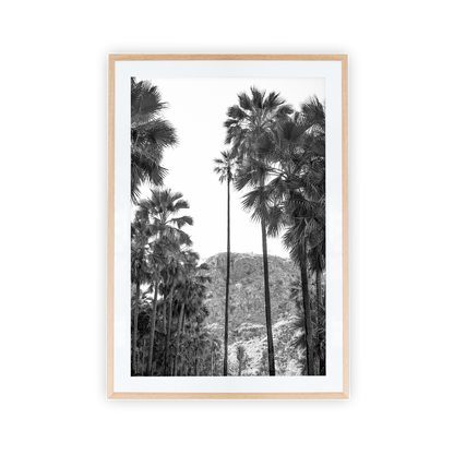 El Questro Palm Trees Black and White