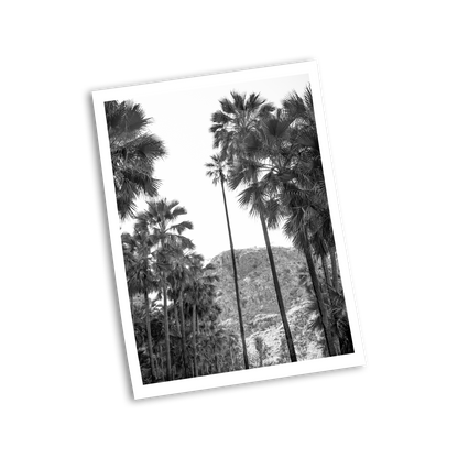El Questro Palm Trees Black and White