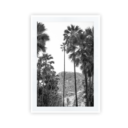 El Questro Palm Trees Black and White
