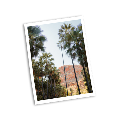 El Questro Palm Trees