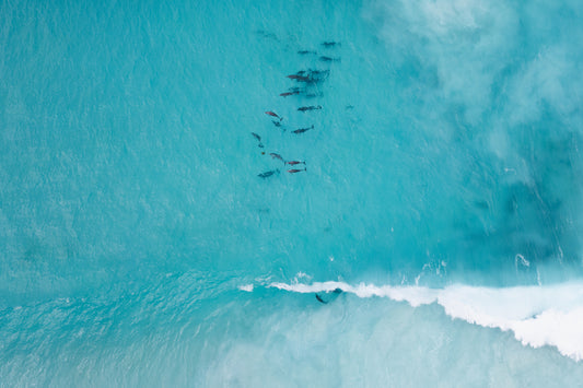 Hellfire Bay Dolphin Pod