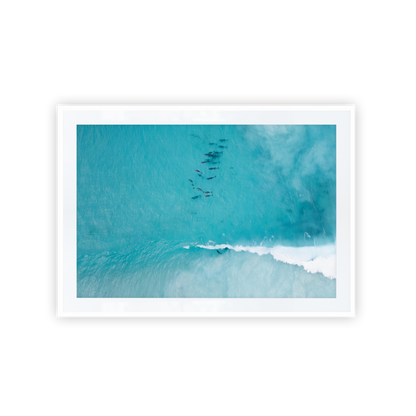 Hellfire Bay Dolphin Pod